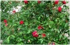 Rosa (centifolia)